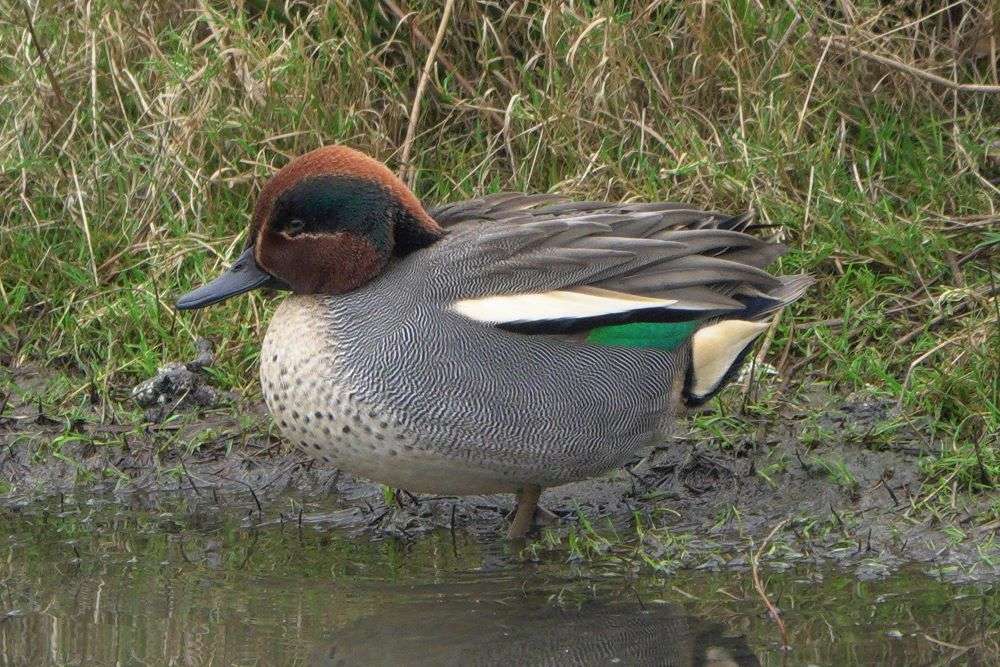 Teal by John Reeves at Bowling Green Marsh RSPB Reserve