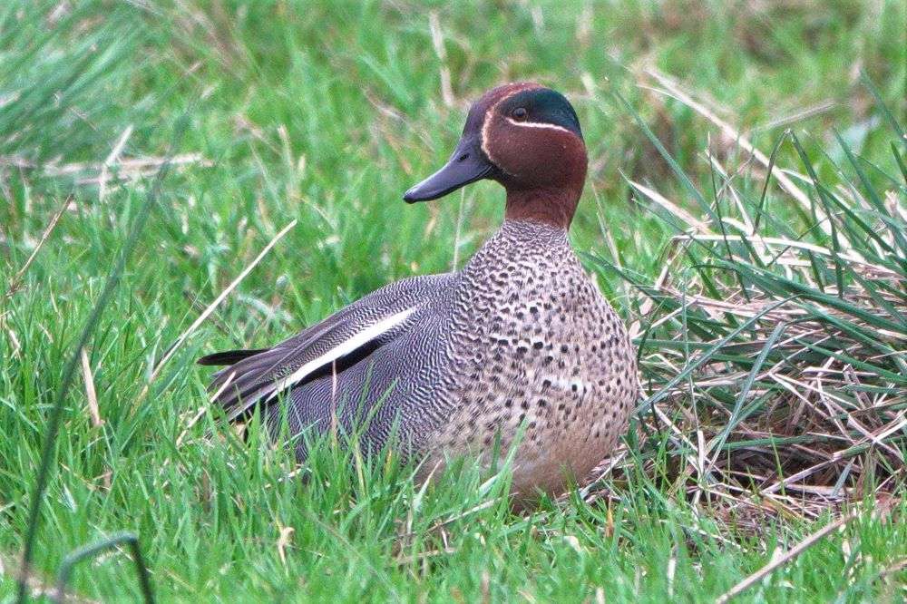 Teal by John Reeves at Exminster Marshes RSPB Reserve