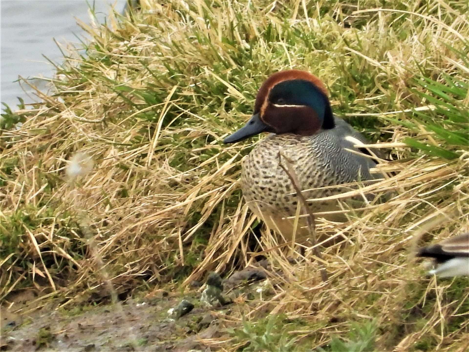 Teal by Kenneth Bradley at Exminster marshes RSPB