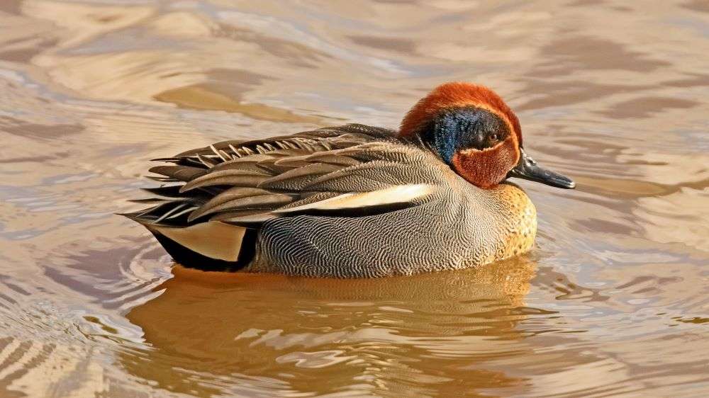 Teal by Mike Jones at Bowling Green Marsh