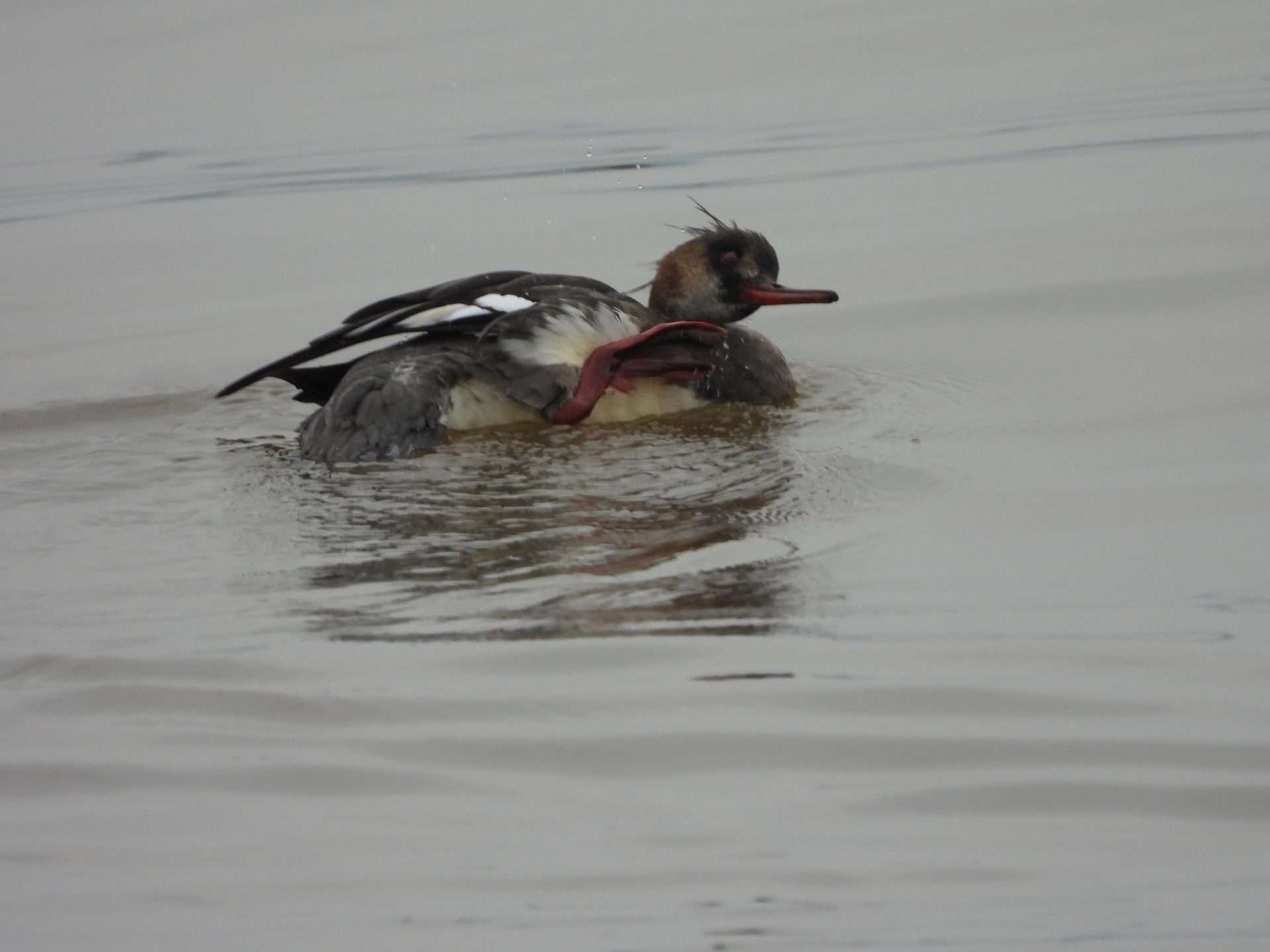 Ted Breasted Merganser by Kenneth Bradley at Exminster marshes RSPB
