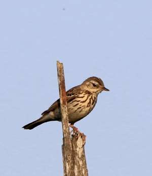 Tree Pipit by Chris at Bellever