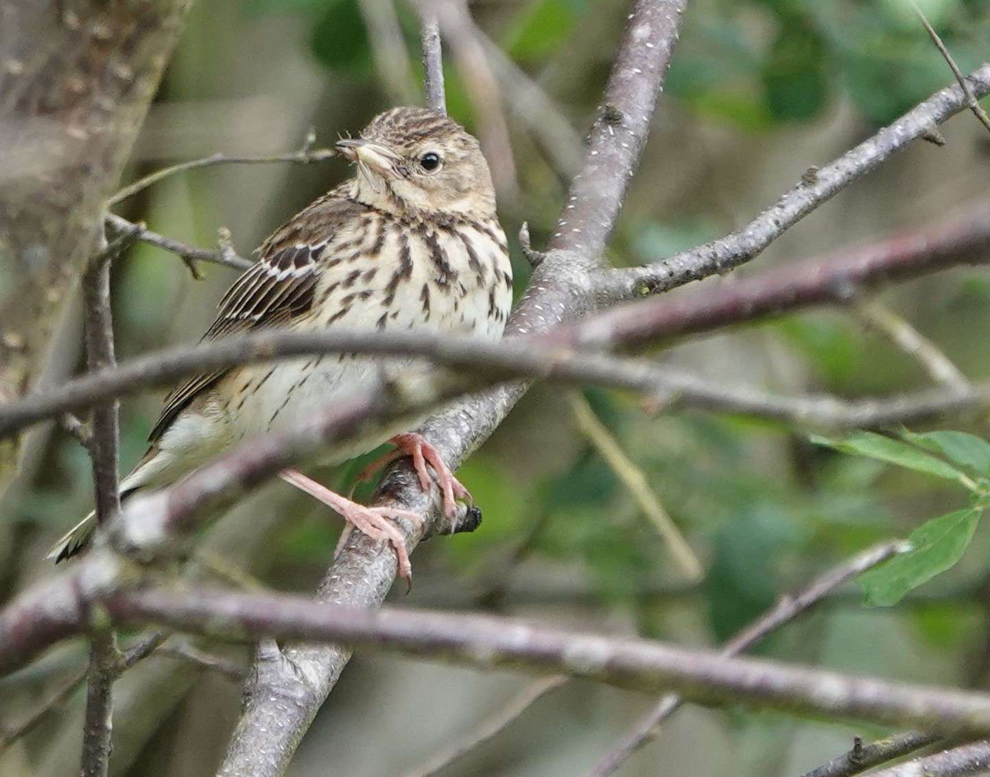 Tree Pipit by Paul Howrihane at Cookworthy Forest
