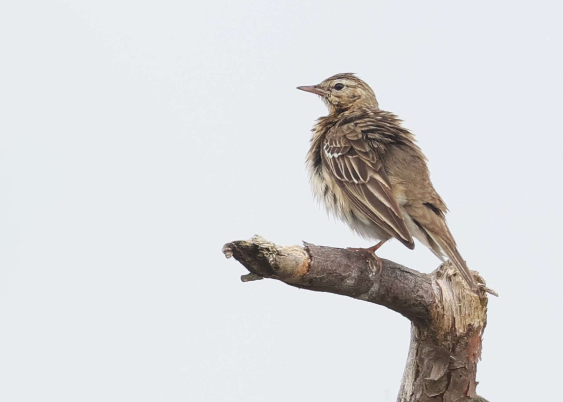 Tree Pipit by Steve Hopper at Ideford Common