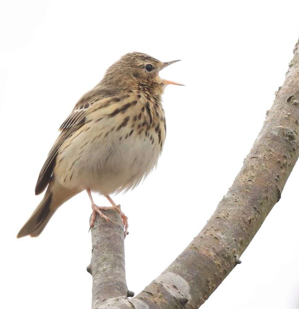 Tree Pipit by Steve Hopper at Ideford Common