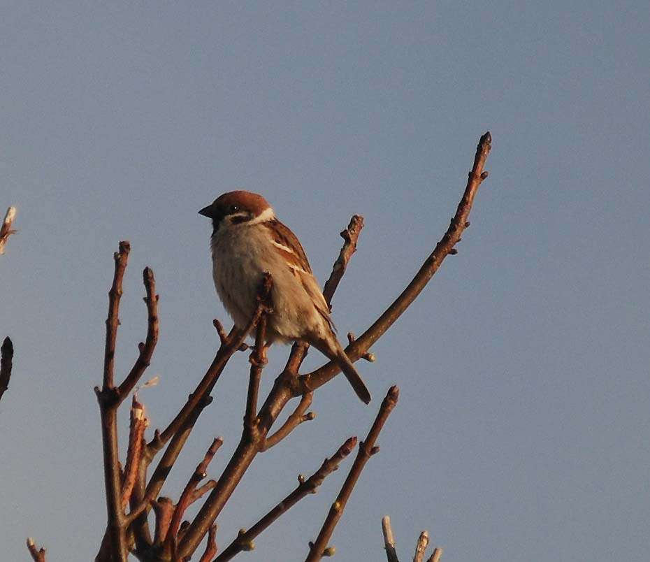 Tree Sparrow by Pat Mayer at Prawle