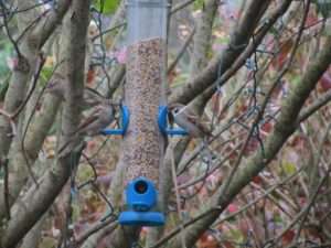 Tree Sparrow at Kingsbridge by Paul Fivian on November 22 2012