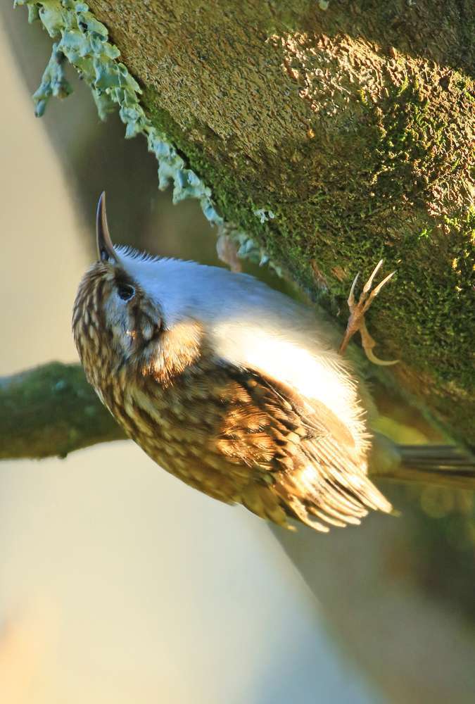 Tree creeper by Martin Batt at Rosemoor