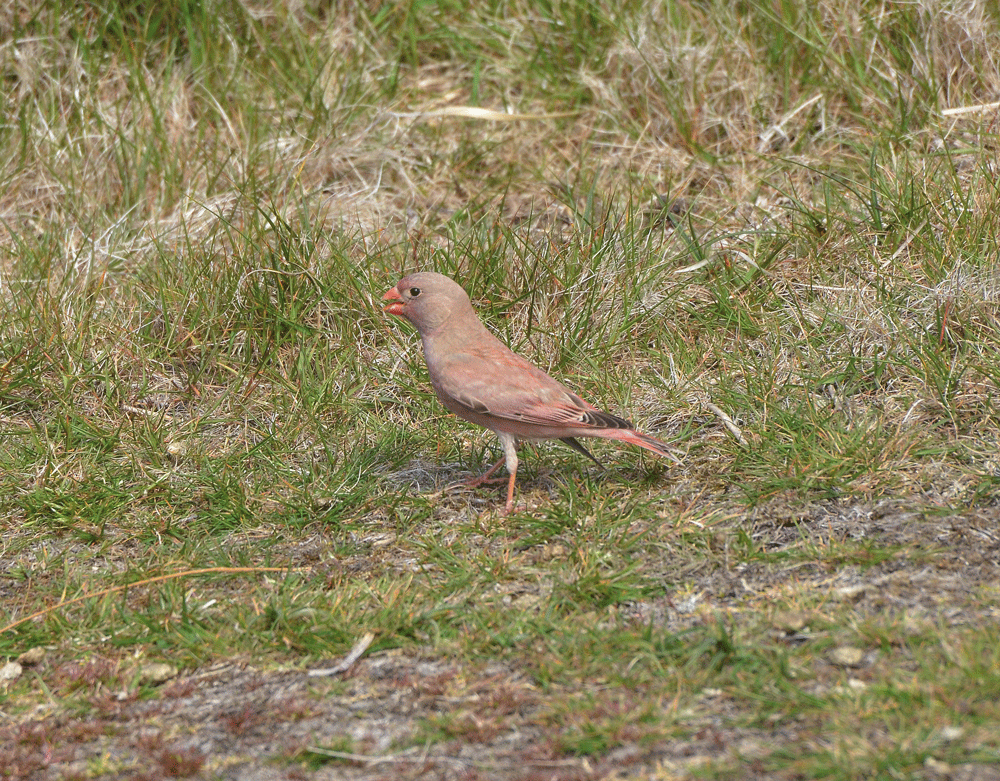 Trumpeter Finch by Shaun Barnes at Lundy