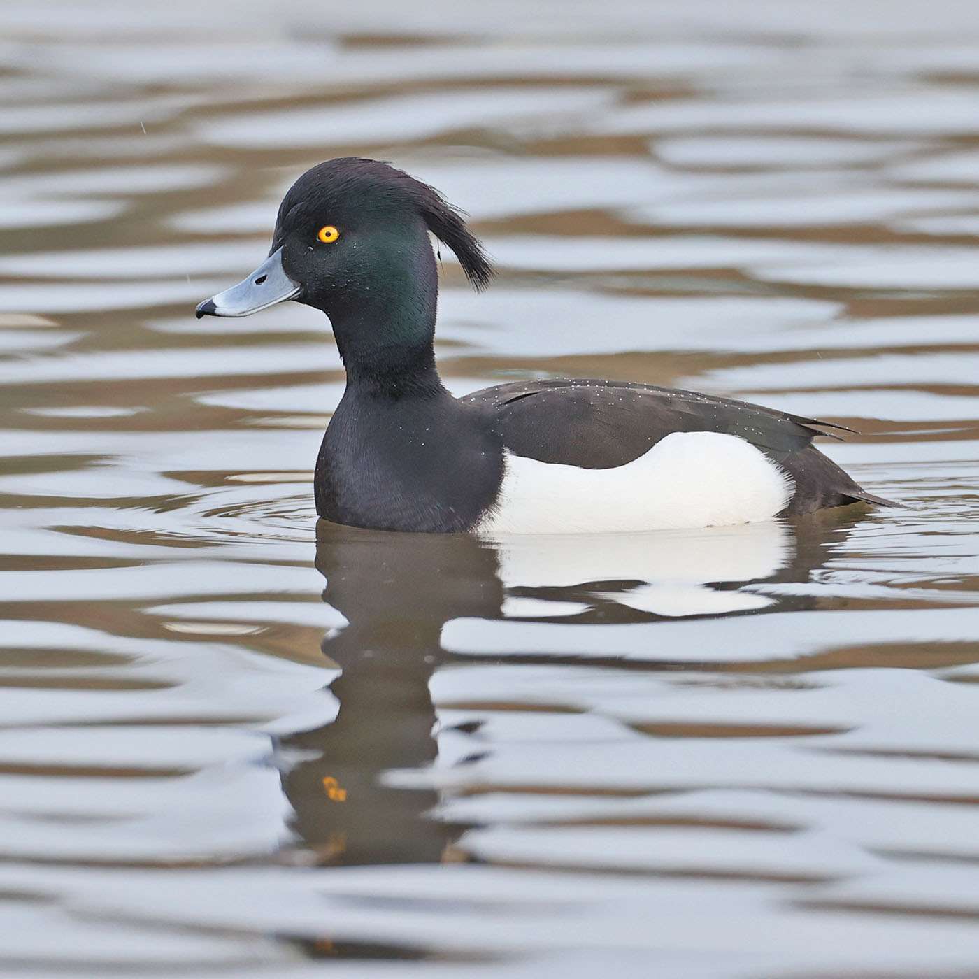 Tufted Duck by Steve Hopper at Paignton