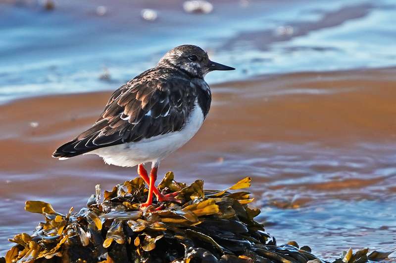 Turnstone by Keith Mcginn at River Teign