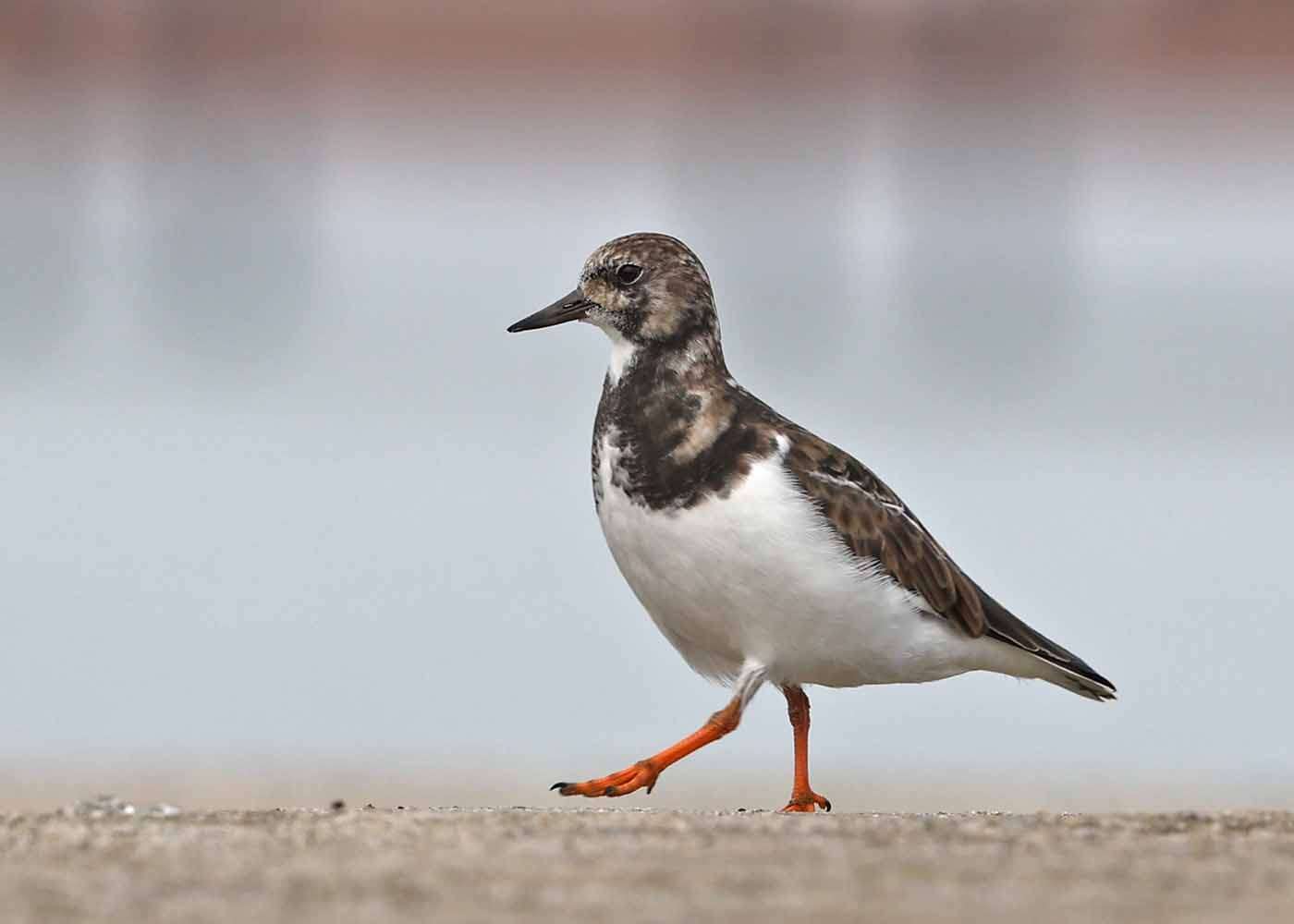 Turnstone by Steve Hopper at Torbay
