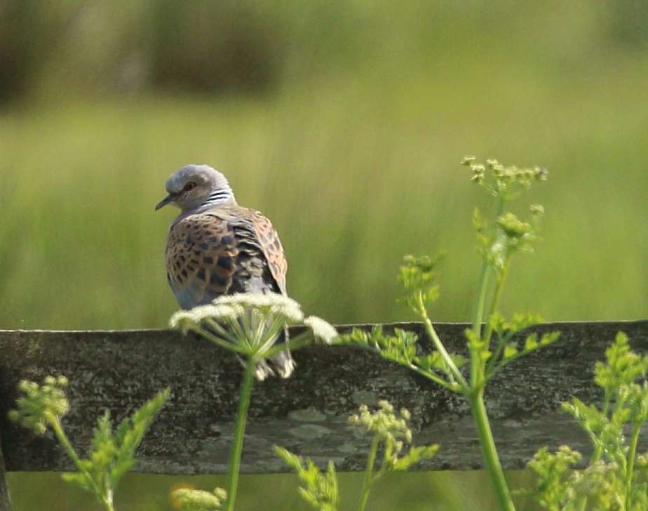 Turtle Dove by Steph Murphy at Exminster Marshes