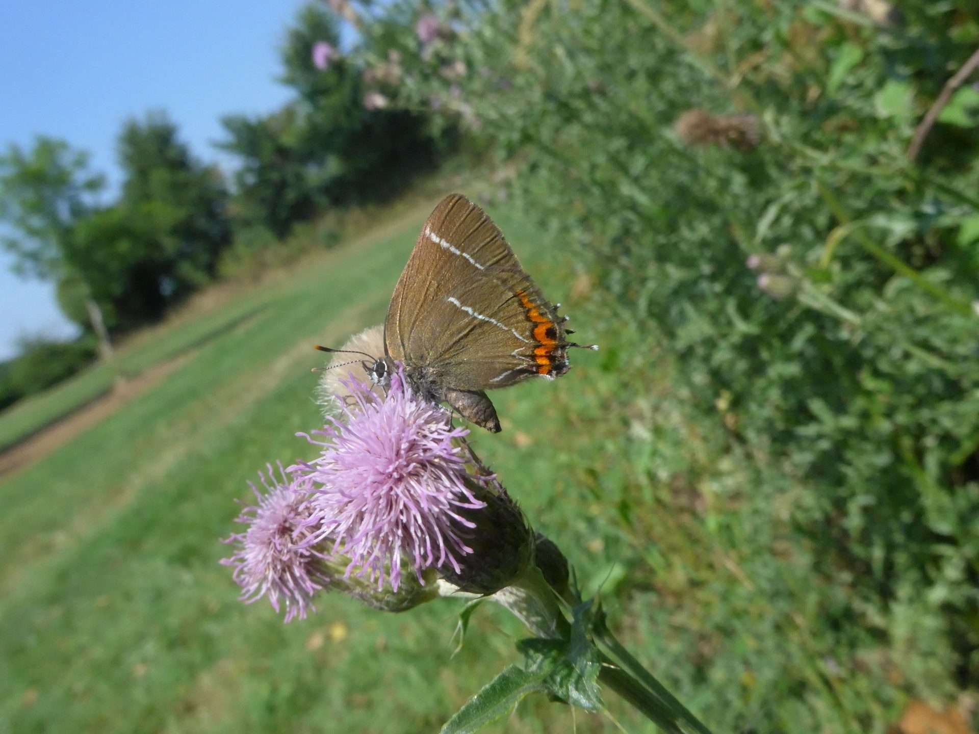 WHITE-LETTER HAIRSTREAK by PHIL EDMONDS at CENTRAL PARK PLYMOUTH
