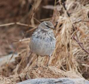 Water Pipit at Prawle by Pat Mayer on March 3 2013