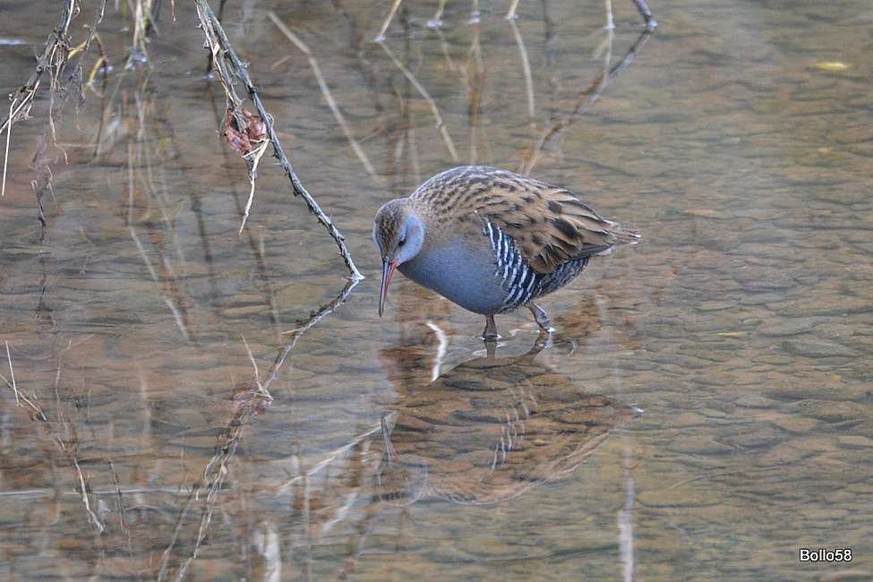 Water Rail by Chris Bollen at River Otter