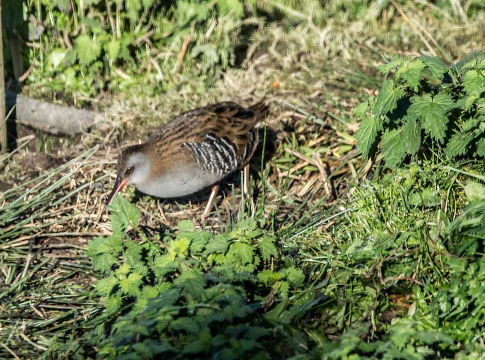 Water Rail by Dave Easter at West Charleton Marsh