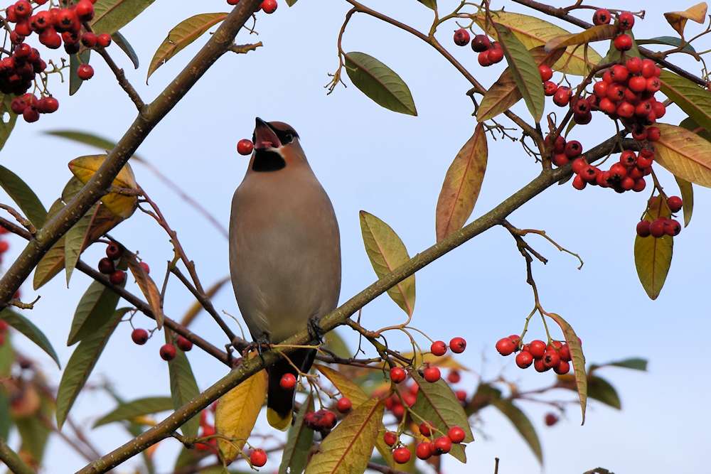 Waxwing by GregBradbury at Central Park