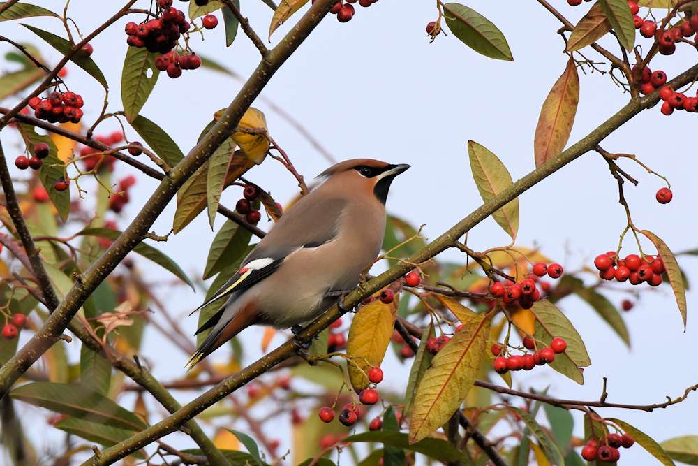 Waxwing by GregBradbury at Central Park