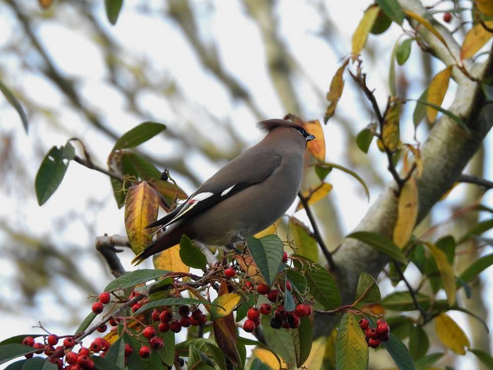 Waxwing by Roger Backway at Plymouth