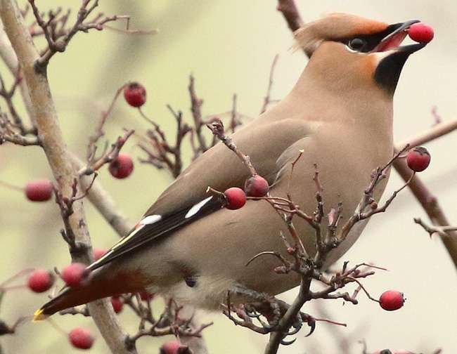 Waxwing by Steph Murphy at A38 Heathfield