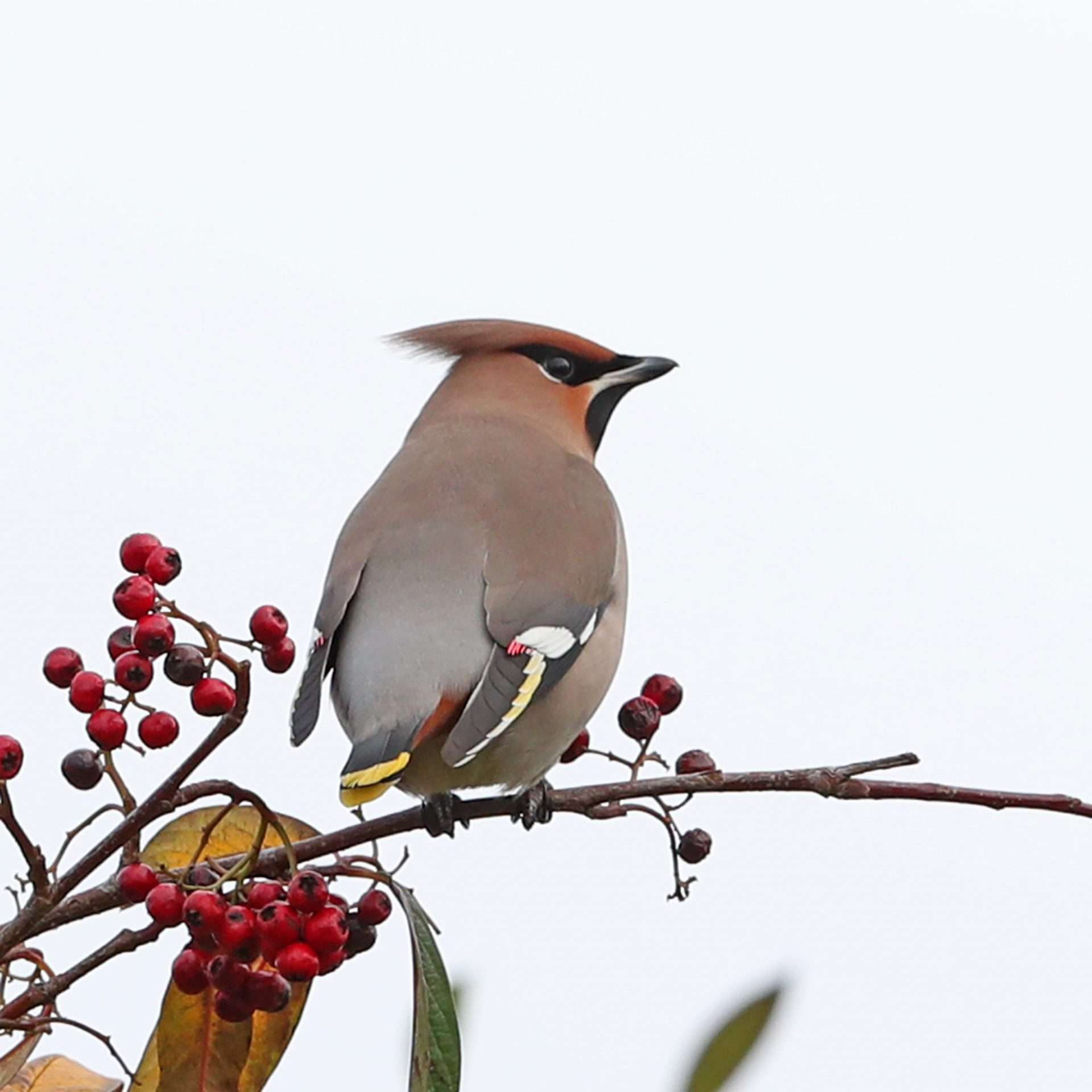 Waxwing by Steve Hopper at Plymouth