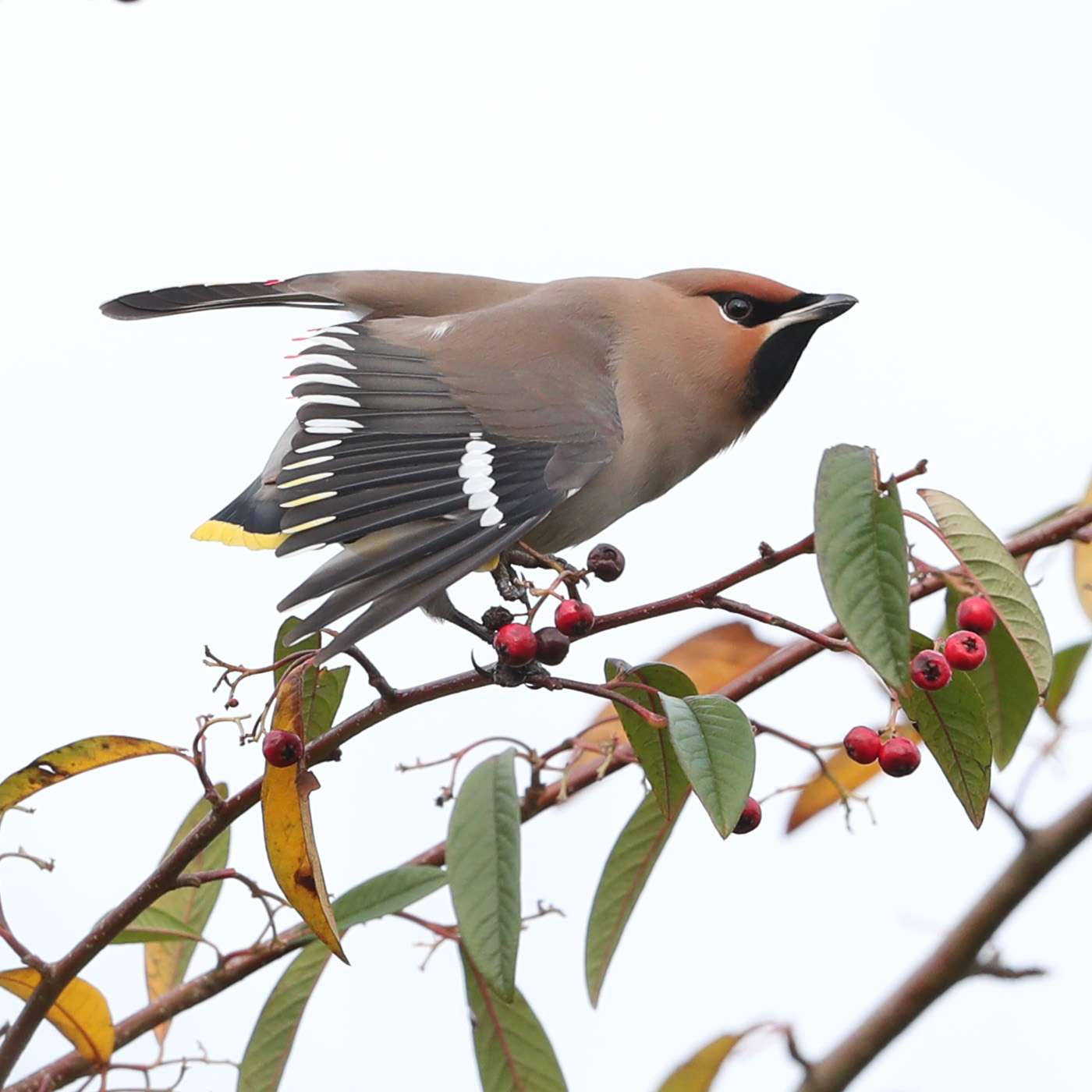 Waxwing by Steve Hopper at Plymouth