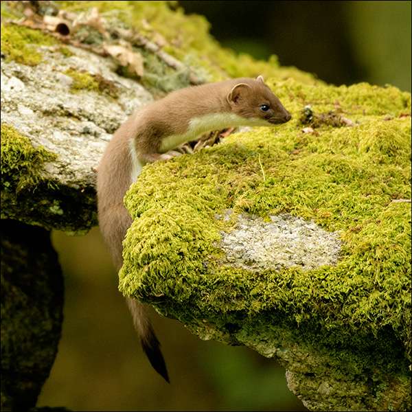 Weasel by Ron Champion at Near Dartmeet