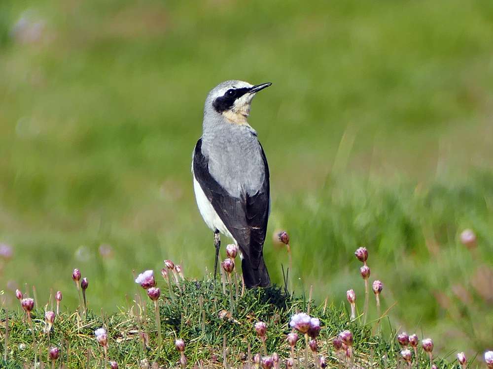 Wheatear by Derek Stacey at Morte Point