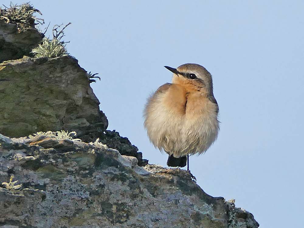 Wheatear by Derek Stacey at Morte Point