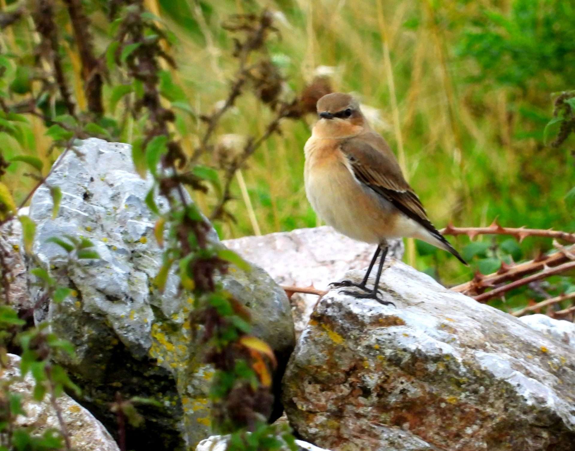 Wheatear by Kenneth Bradley at Exminster marshes RSPB