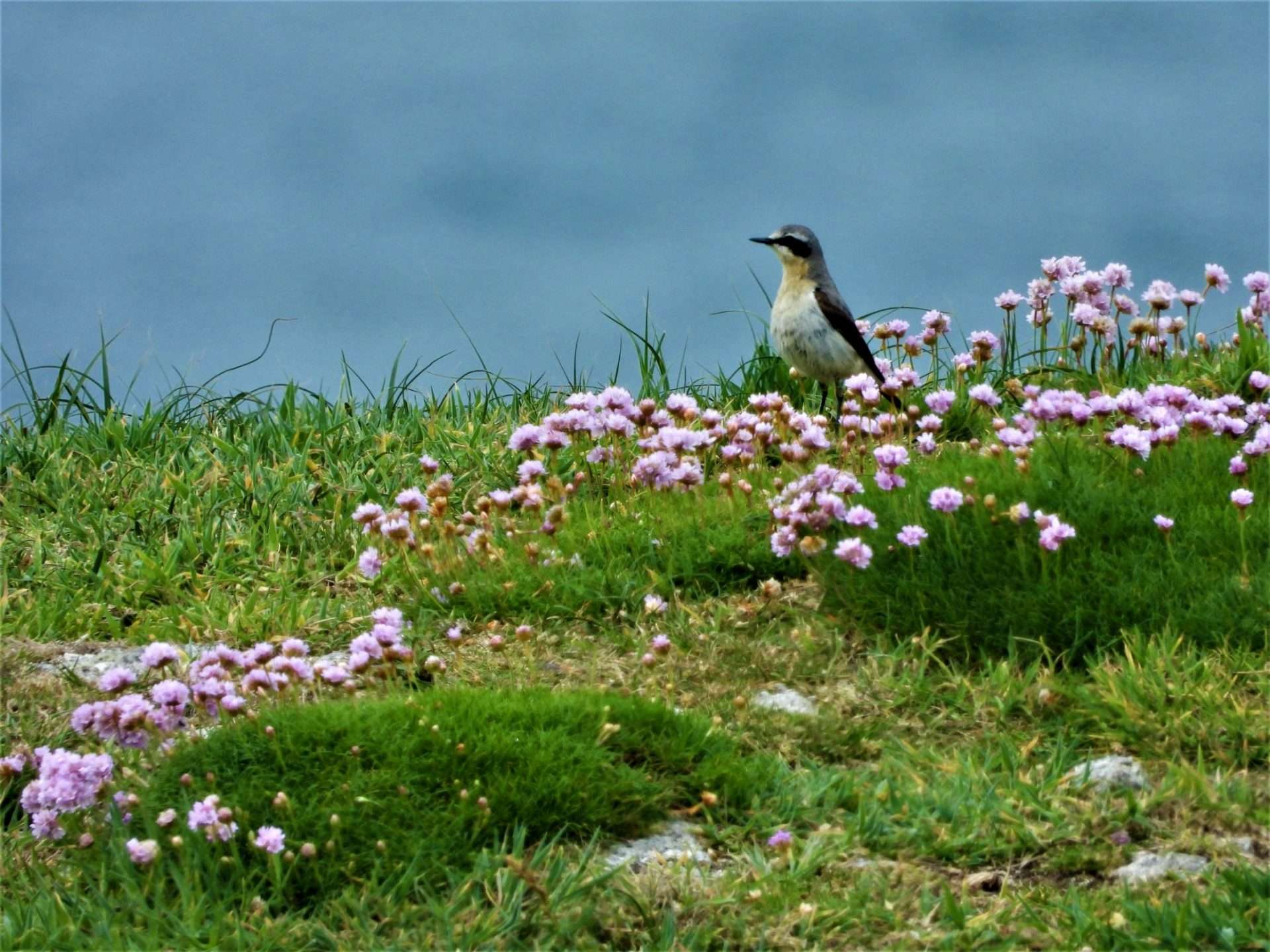 Wheatear by Kenneth Bradley at Lundy island