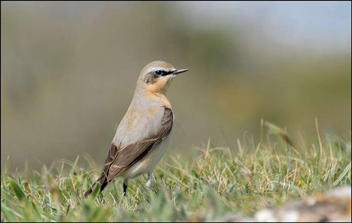 Wheatear by Ron Champion at Berry Head