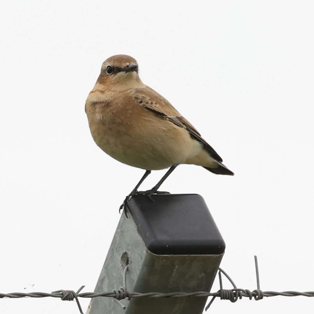Wheatear by Steve Hopper at Exeter airport