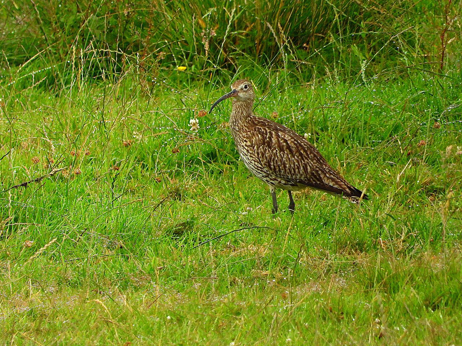 Whimbrel by Kenneth Bradley at Exminster Marshes RSPB