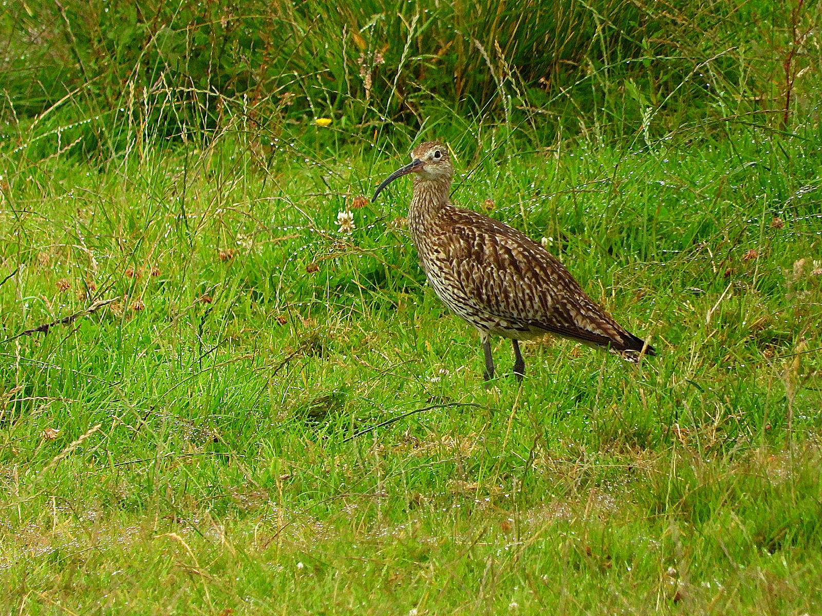 Whimbrel by Kenneth Bradley at Exminster marshes RSPB