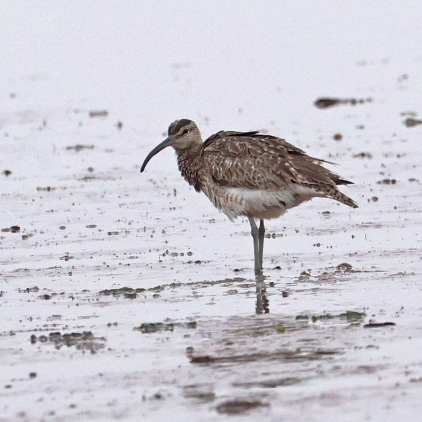 Whimbrel by Steve Hopper at Exe estuary