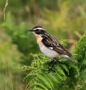 Whinchat by Chris Buckland at Firth Bridge Dartmoor