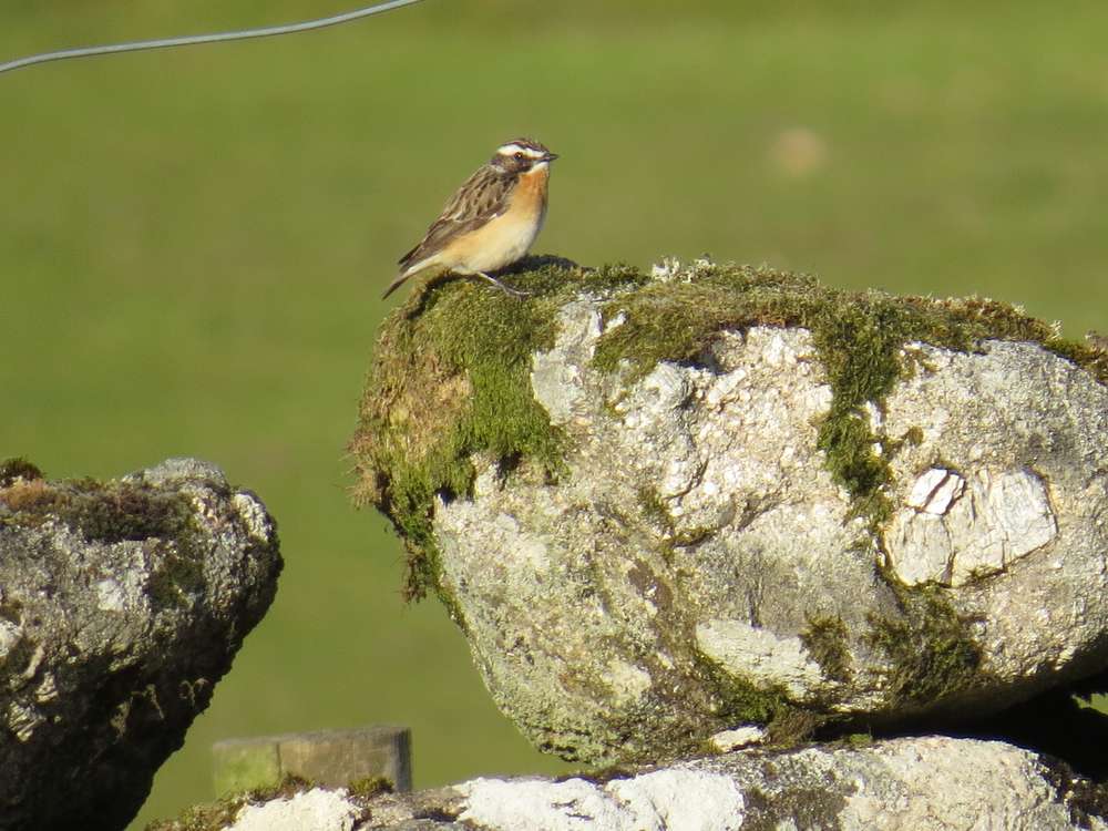 Whinchat by Ian Muir at Headland Warren