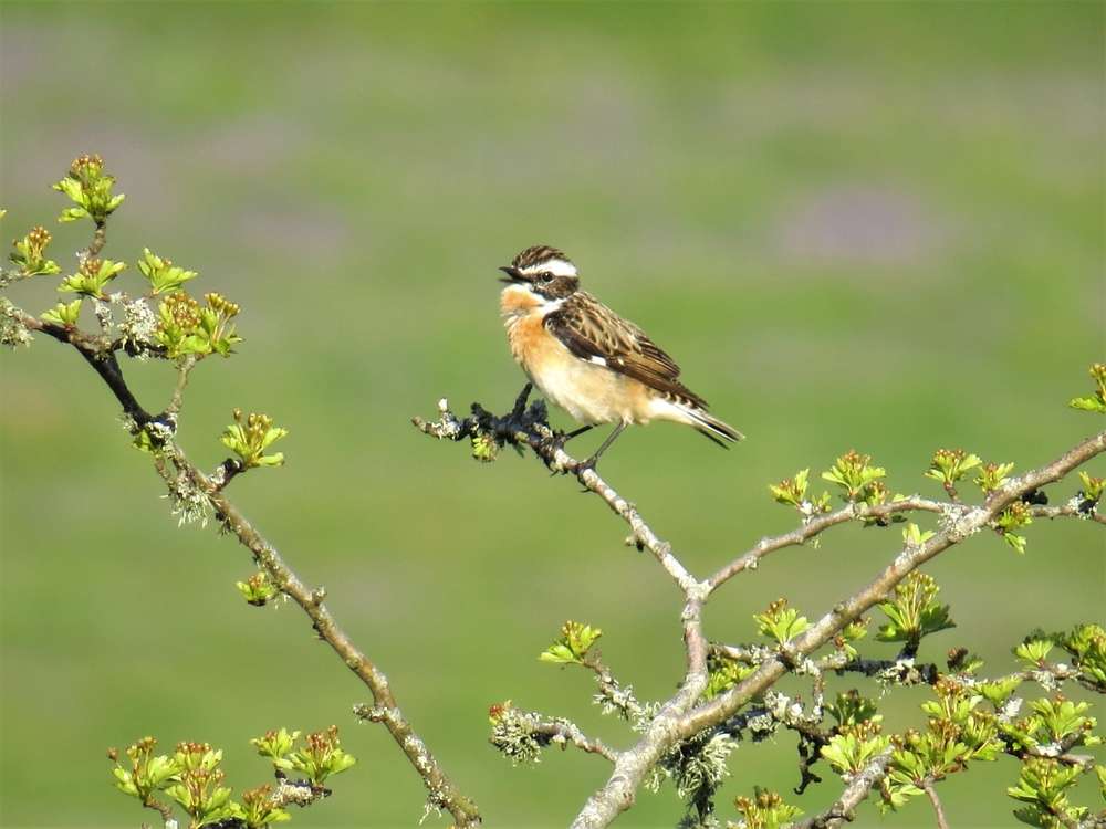 Whinchat by Ian Muir at Headland Warren