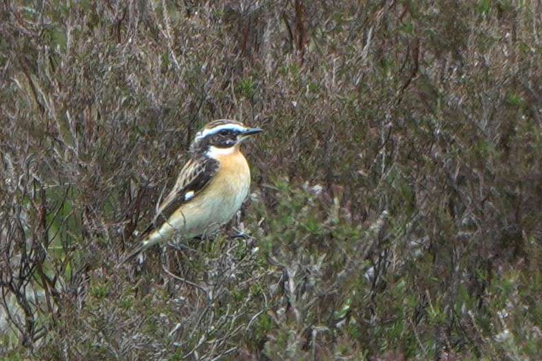Whinchat by John Reeves at Soussons Down