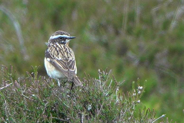 Whinchat by John Reeves at Soussons Down