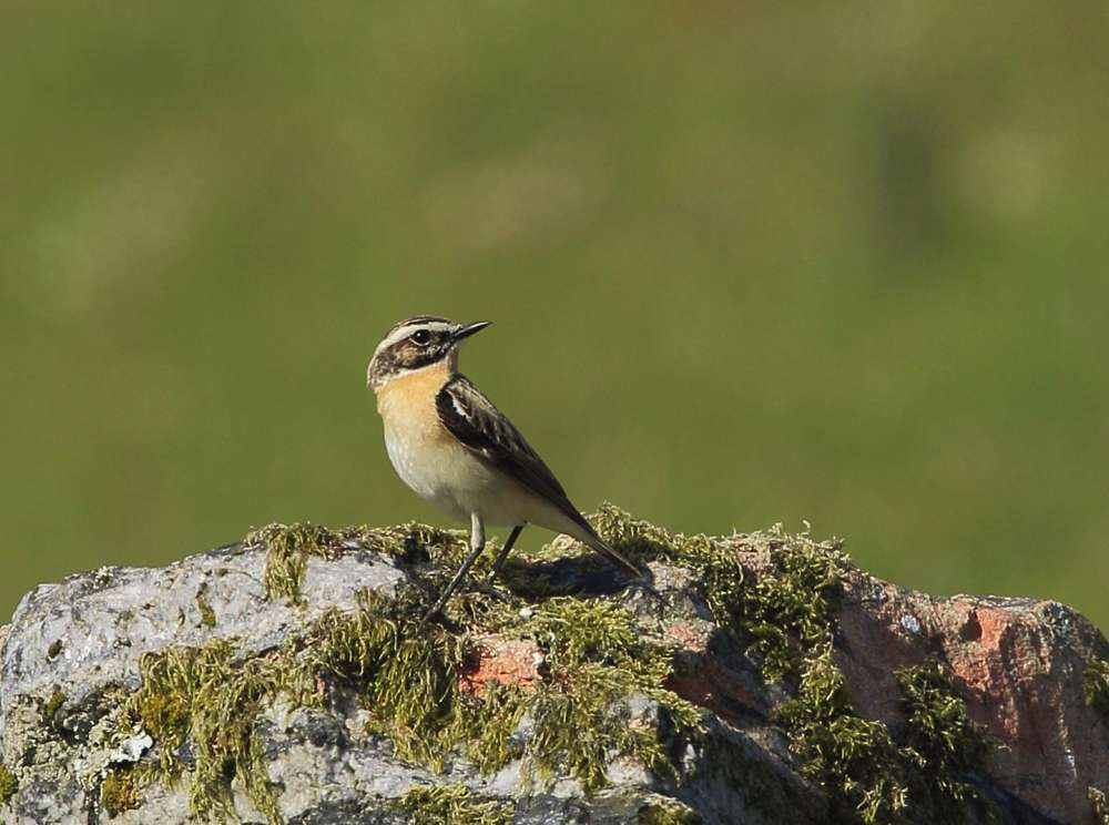 Whinchat by Steph Murphy at Challacombe Farm