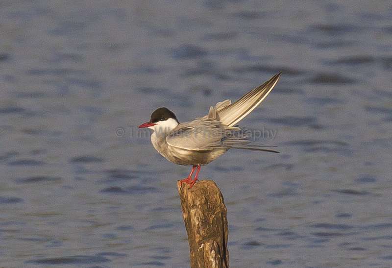 Whiskered Tern by Tim White at Bowling Green Marsh