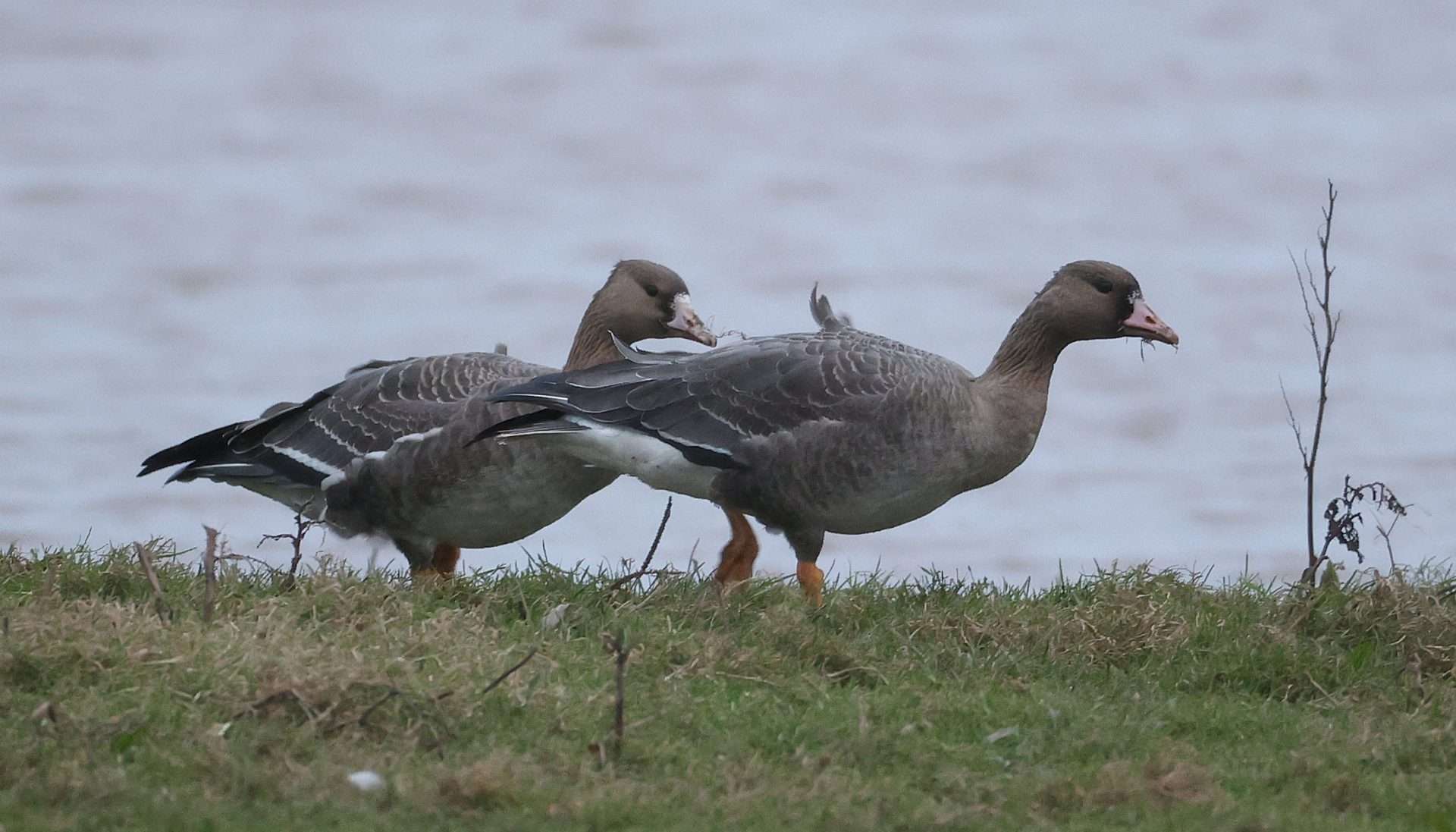White Fronted Goose by Steve Hopper at South Huish