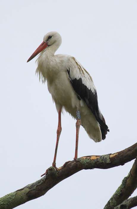 White Stork by Alan Livsey at Ernesettle