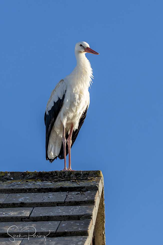 White Stork by Sarah at Salcombe