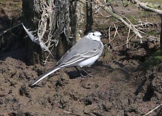 White Wagtail by Steve Hopper at Aveton Gifford