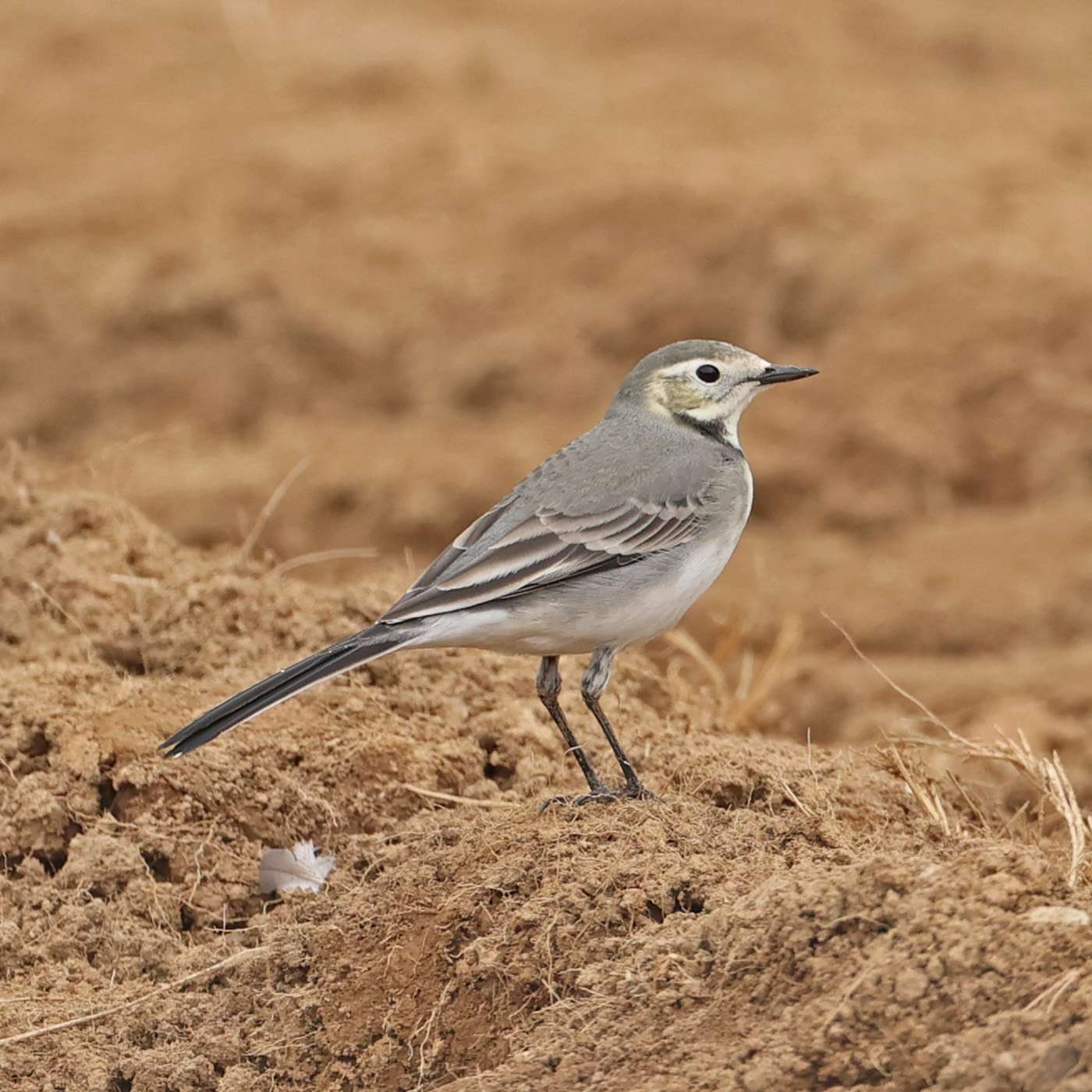 White Wagtail by Steve Hopper at South Brent