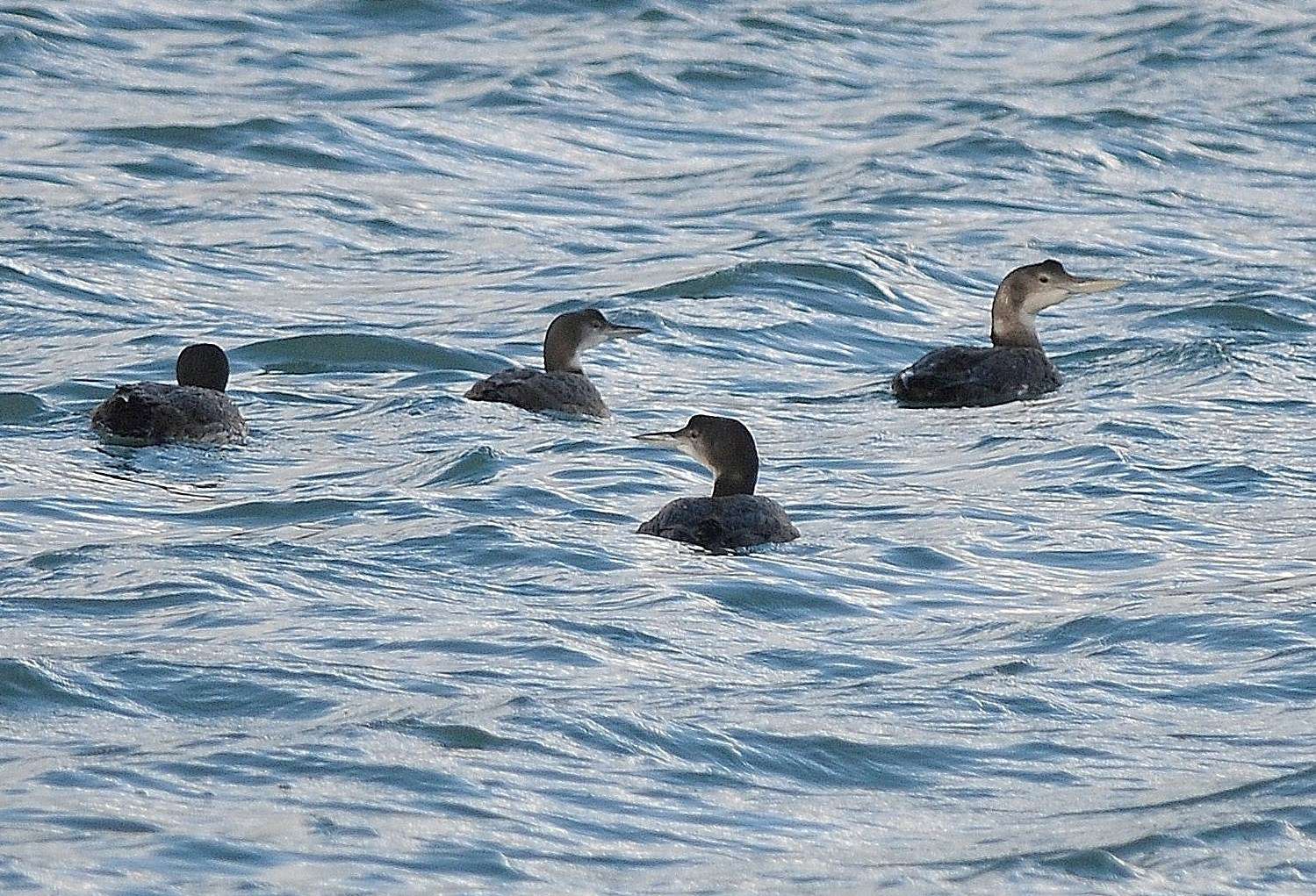 White-billed Diver with three GN Divers by Dave Norman at Brixham